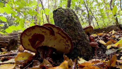 Léčivé houby v našich lesích