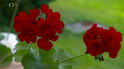 Zazimování balkonových rostlin