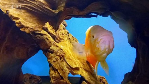 Exotické sladkovodní krásky z Jižní Ameriky