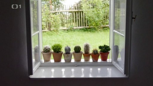 Kaktusy a sukulenty na okno