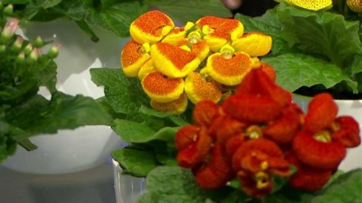 Jarní pokojovky krátkodobě kvetoucí