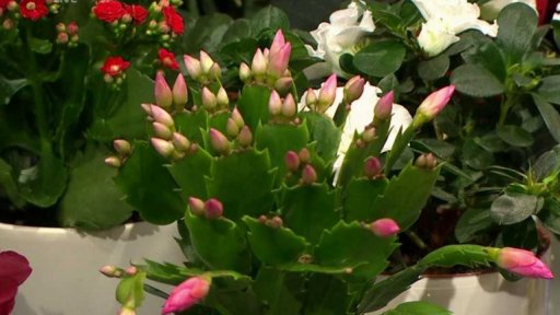 Adventní výzdoba, deštníkové cyklameny  a další speciality