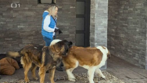 Nezvladatelní Alvaro s Carem: v čem je problém?