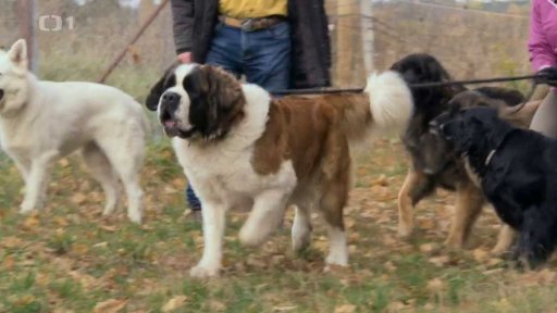 Nezvladatelní Alvaro s Carem: seznámení s koučem