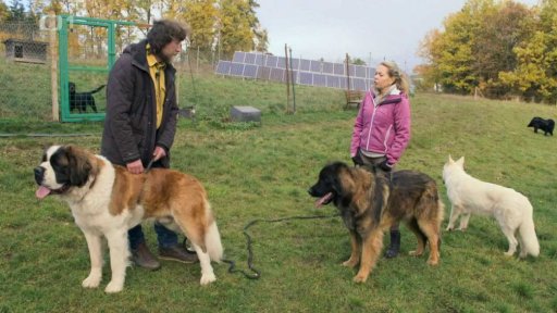 Nezvladatelní Alvaro s Carem: triky a rady
