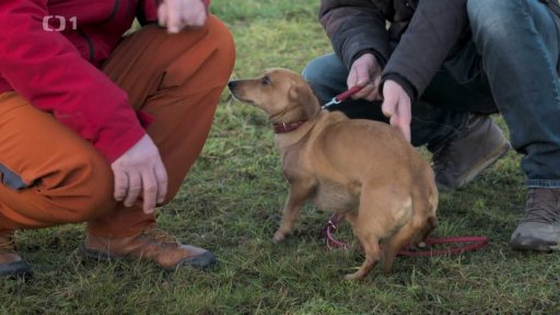 Nepřátelská Vločka: triky a rady