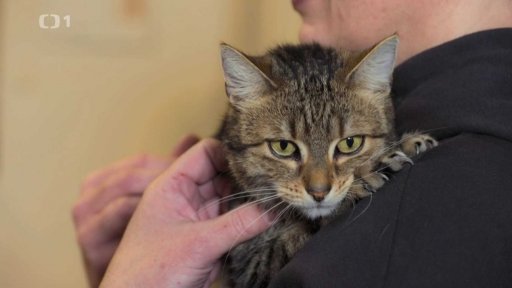 Šikanovaná Kincsem: v čem je problém?