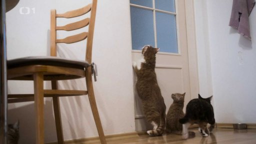 Šikanovaná Kincsem: seznámení s koučem