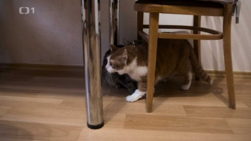 Šikanovaná Kincsem: triky a rady