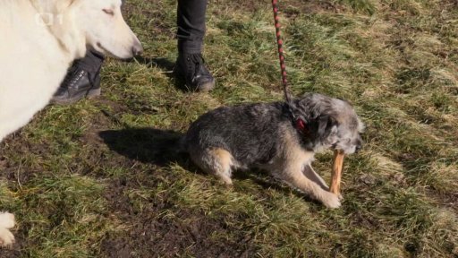 Asociální Dorotka: triky a rady