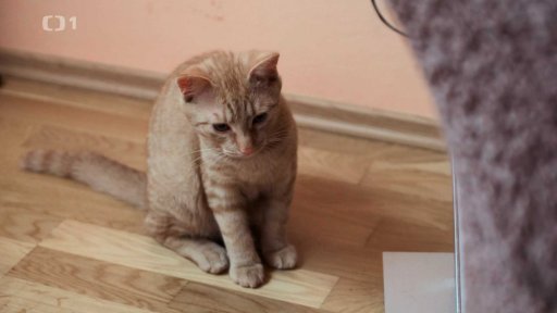 Šikanovaná Kincsem: po měsíci