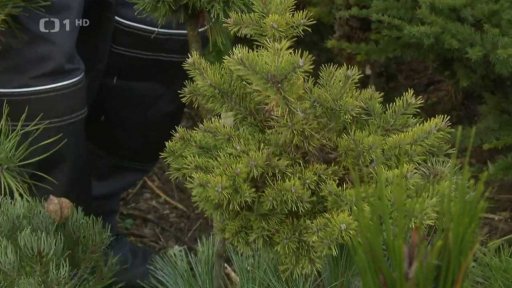 Okrasné jehličnany