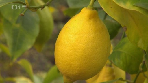 Pěstování citronů