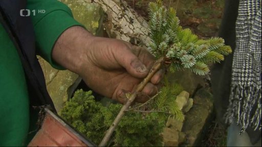 Okrasné jehličnany