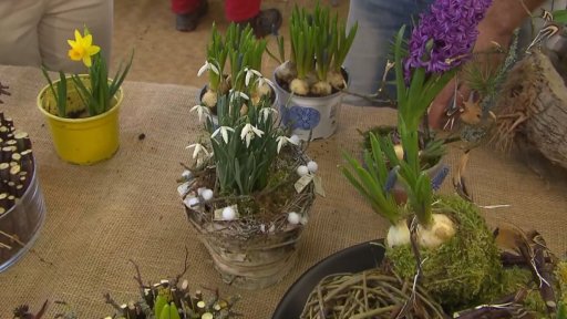 Jarní vazby z cibulovin