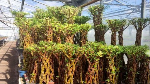 Palma z vrbového proutí