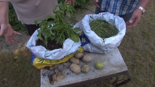 Výsadba brambor do pytlů