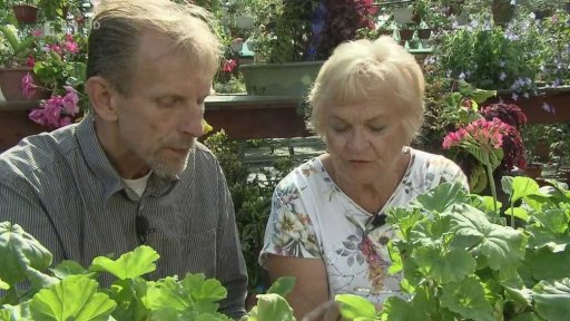 Růžičkový muškát