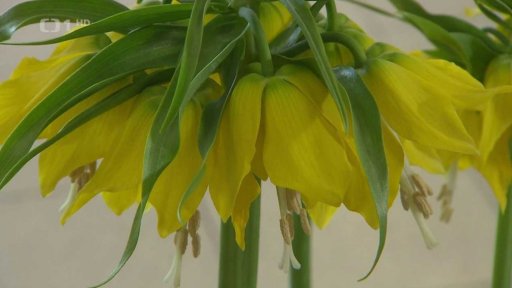 Řebčík královský