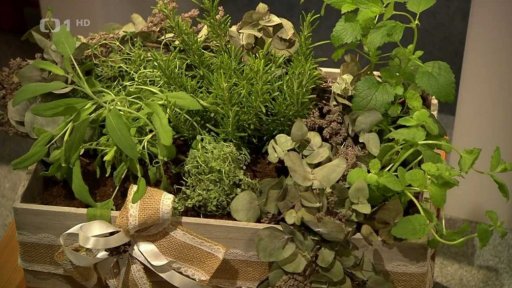 Bylinková zahrádka