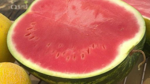 Pěstování melounů