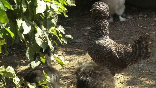 Chocholaté slepičky