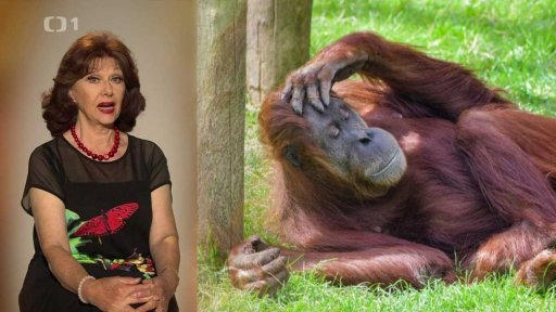 Mezinárodní den orangutanů