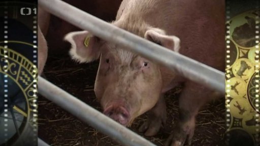 Světový den hospodářských zvířat