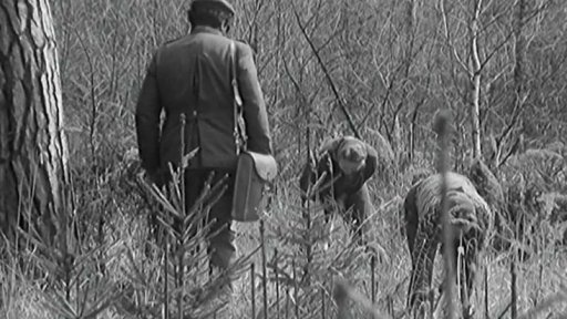 Měsíc lesů: prvořadý a stálý úkol - obnova lesů