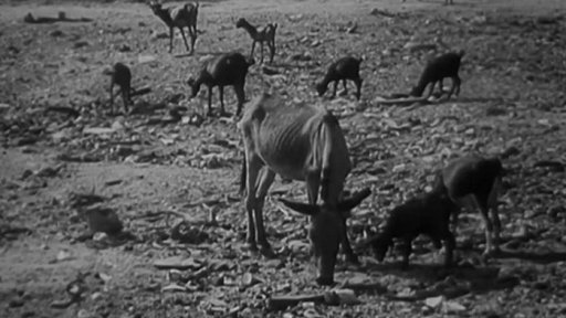 Dva roky sucha na jihu saharské pouště