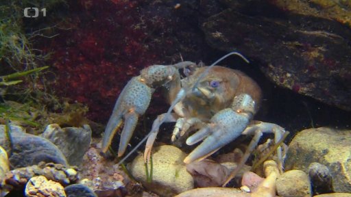 Rak jako bioindikátor kvality vody