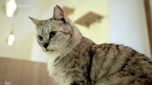 Terapeutické účinky kočičího vrnění