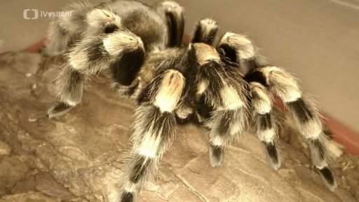 Jak se zbavit stranu z hadů a pavouků?