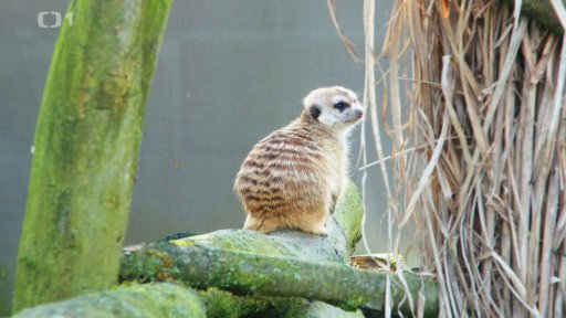 Chov Surikat a mangust