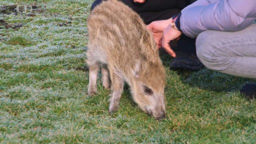 Divoké prasátko Hvězda