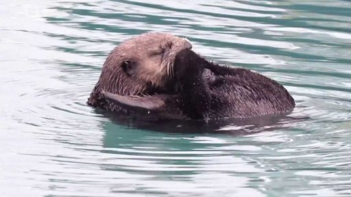 Vydry severoamerické