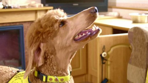 Výcvik asistenčních psů