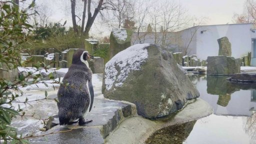 Tučňák Humboldtův