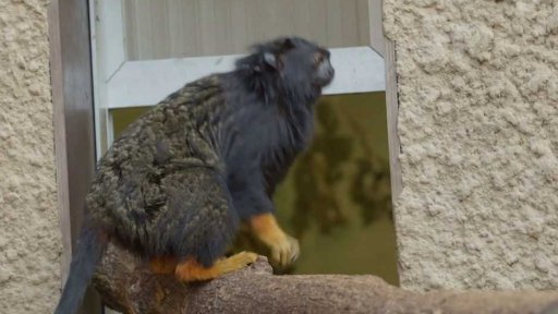 Tamarín žlutoruký