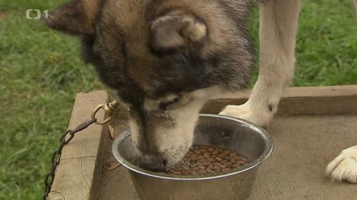 Krmení domácích mazlíčků