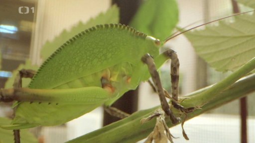 Kobylky a sarančata