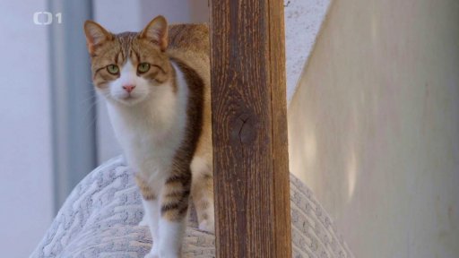 Dočasné pěstounství koček