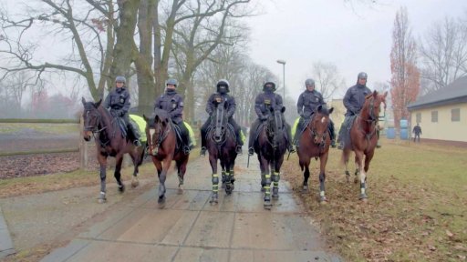 Výcvik koní u jízdní policie v Praze