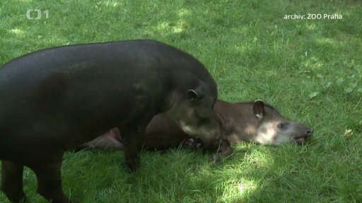 Tapír jihoamerický