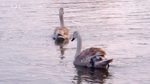 Námlouvací rituály labutí