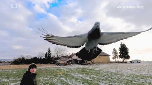 Zachránění holubi