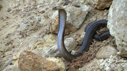 Chov jedovatých hadů