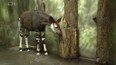 Okapi