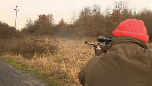 Naháňka divokých prasat