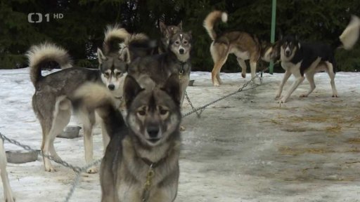 Závod psích spřežení v Orlických horách